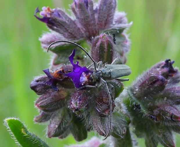 vrzúnik Phytoecia coerulescens