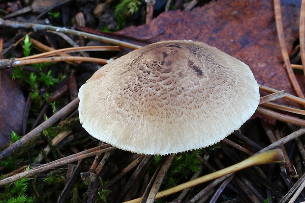 čírovka sivookrová Tricholoma scalpturatum (Fr.) Quél.