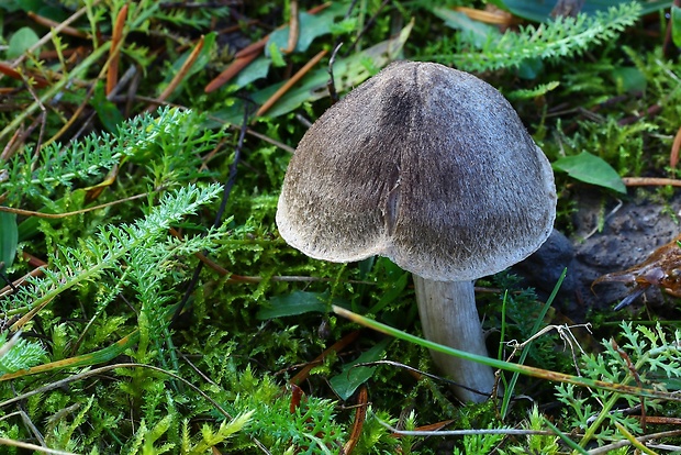 čírovka zemná Tricholoma terreum (Schaeff.) P. Kumm.