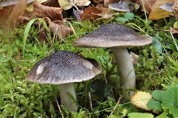 čírovka zemná Tricholoma terreum (Schaeff.) P. Kumm.