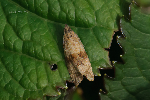 obaľovač púpavový Celypha striana