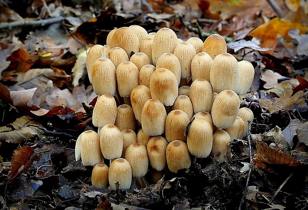 hnojník ligotavý Coprinellus micaceus (Bull.) Vilgalys, Hopple & Jacq. Johnson