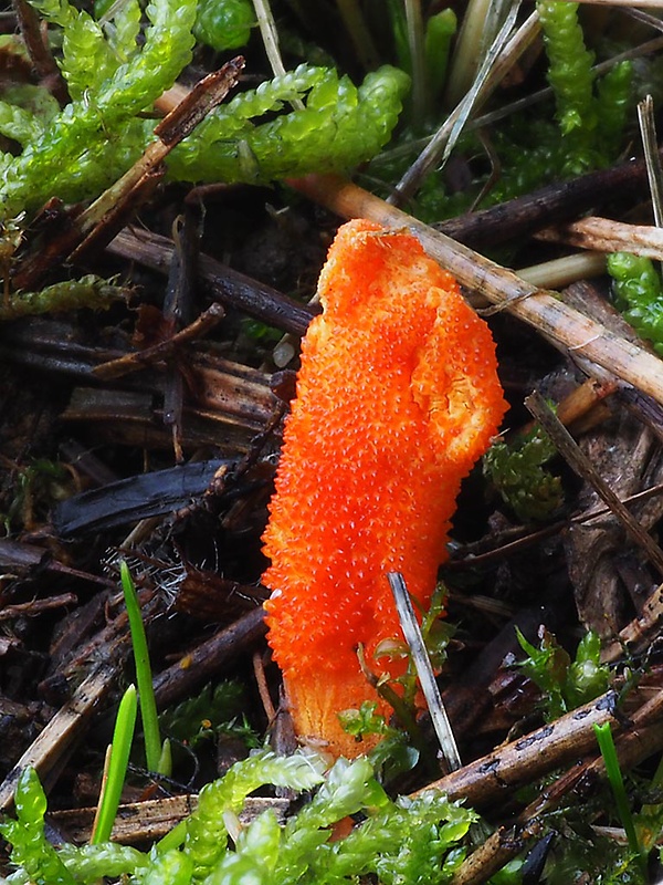 žezlovka hmyzová Cordyceps militaris (Fr.) Link