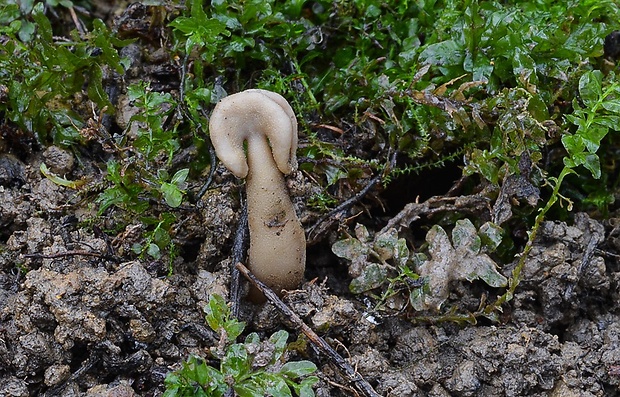 chriapač sedlovitý Helvella ephippium Lév.