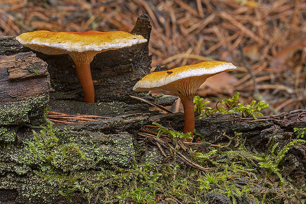 líška hrdzavá Hygrophoropsis rufa  (D.A. Reid) Knudsen