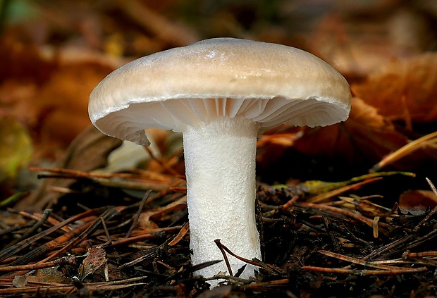 šťavnačka hnedobiela Hygrophorus latitabundus Britzelm.