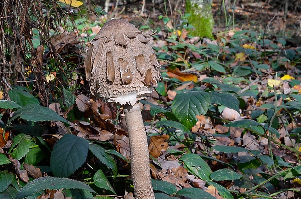 bedľa vysoká Macrolepiota procera (Scop.) Singer