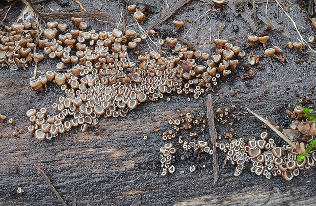 padrobnica Merismodes  sp.