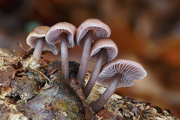 prilbička reďkovková Mycena pura (Pers.) P. Kumm.