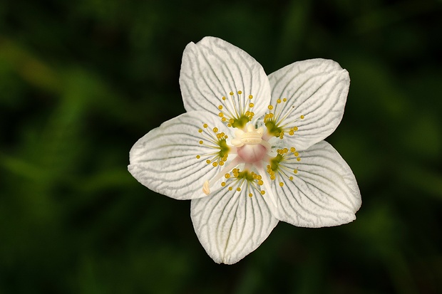 bielokvet močiarny Parnassia palustris L.