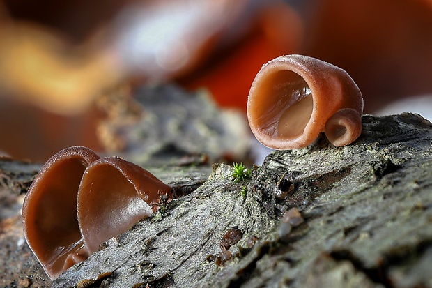 uchovec bazový Auricularia auricula-judae (Bull.) Quél.