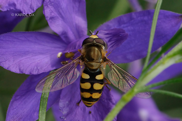 pestrica Eupeodes corollae