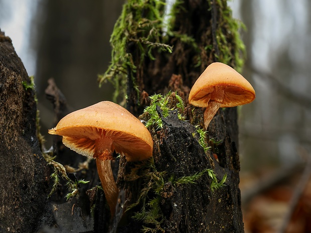 kapucňovka okrovohnedastá Galerina marginata (Batsch) Kühner