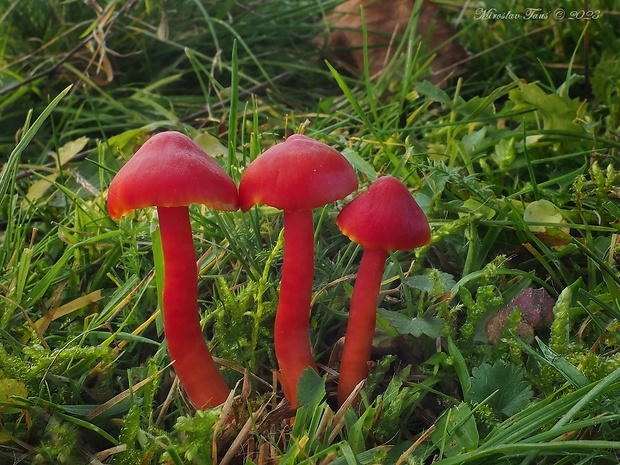 lúčnica šarlátová Hygrocybe coccinea (Schaeff.) P. Kumm.