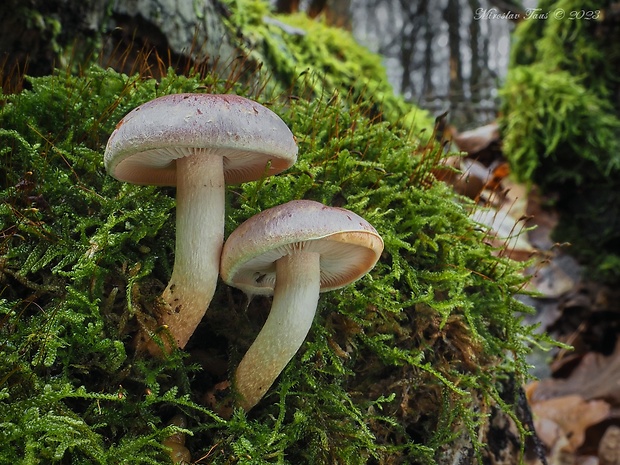 strapcovka tehlovočervená Hypholoma lateritium (Schaeff.) P. Kumm.