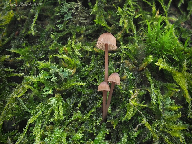 prilbička krvavá Mycena sanguinolenta (Alb. & Schwein.) P. Kumm.