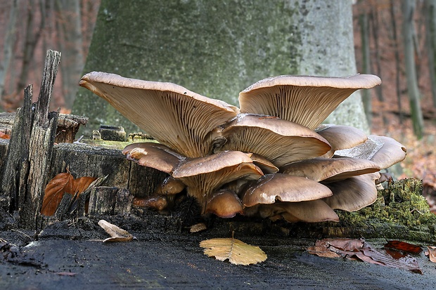 hliva ustricovitá Pleurotus ostreatus (Jacq.) P. Kumm.