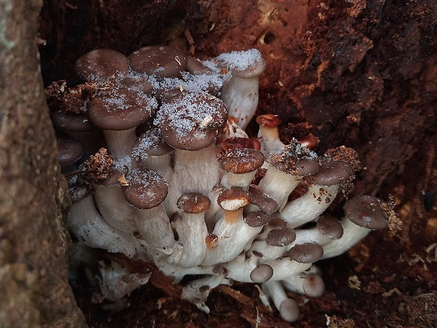 hliva ustricovitá Pleurotus ostreatus (Jacq.) P. Kumm.