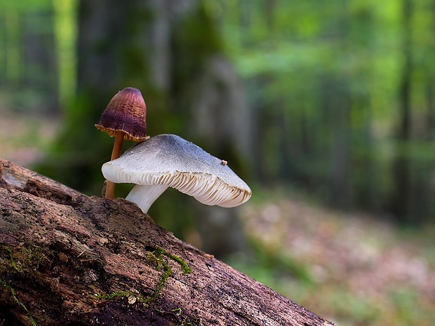 štítovka Pluteus sp.