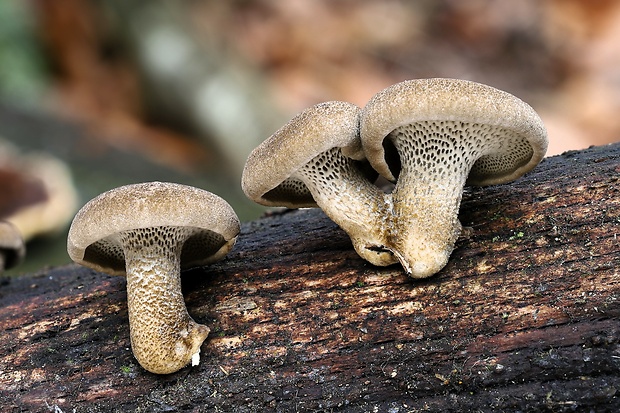 trúdnik Polyporus sp.