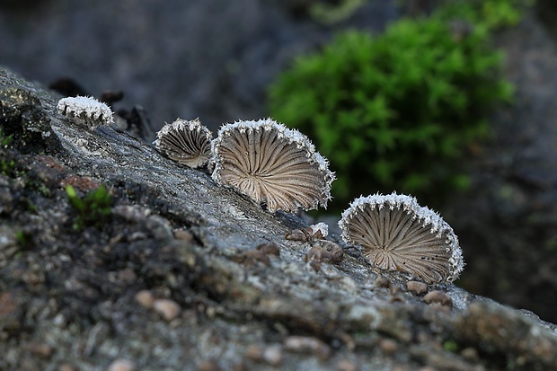 klanolupeňovka obyčajná Schizophyllum commune Fr.