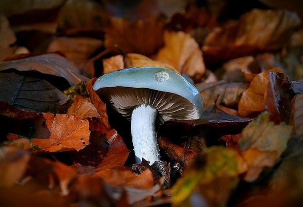 golierovka zelenomodrá Stropharia caerulea Kreisel