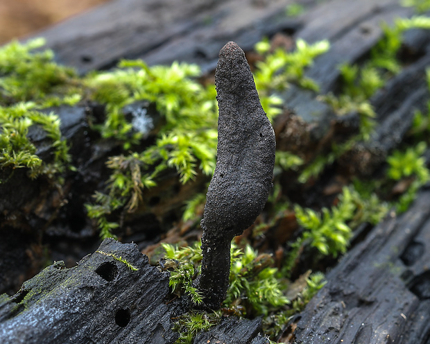 drevnatec Xylaria sp.