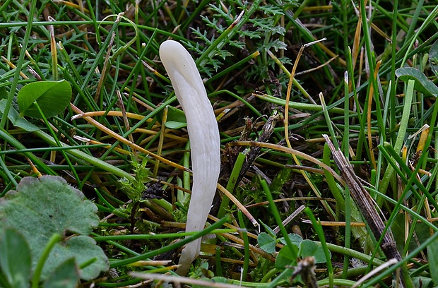 kyjačik Clavaria sp. ?