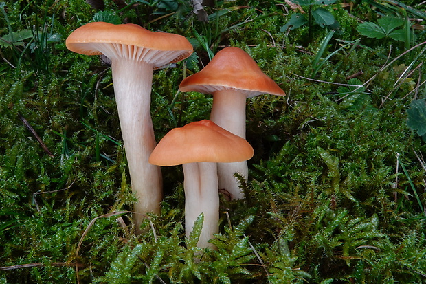 lúčnica statná Cuphophyllus pratensis (Fr.) Bon