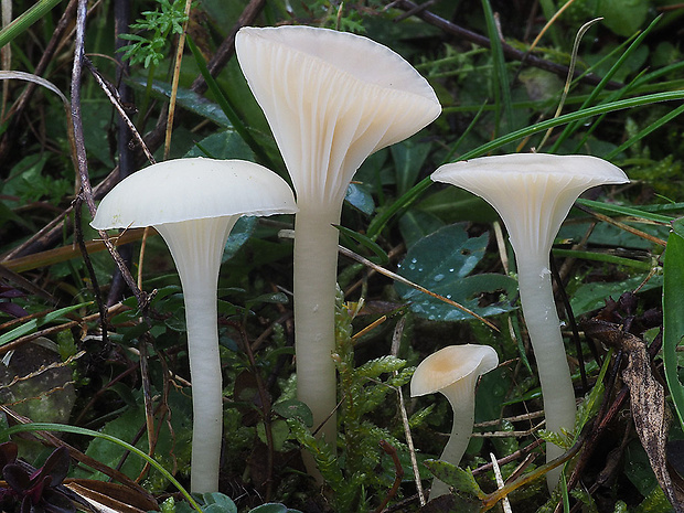 lúčnica snehobiela Cuphophyllus virgineus (Wulfen) Kovalenko