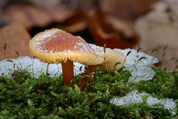 plamienka Flammulina sp.