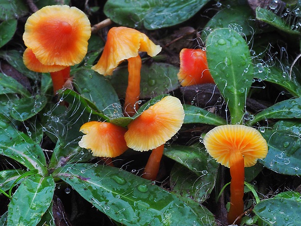 lúčnica citrónovožltá oranžová Hygrocybe chlorophana var.aurantiaca Bon