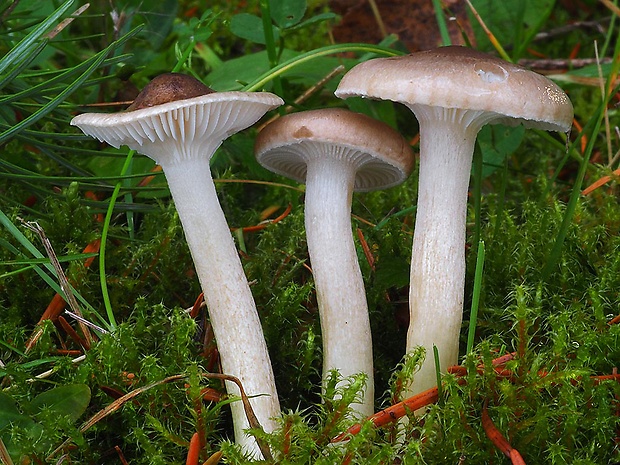 šťavnačka voňavá Hygrophorus agathosmus (Fr.) Fr.