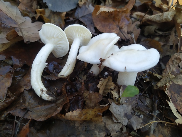 šťavnačka slonovinová Hygrophorus eburneus (Bull.) Fr.