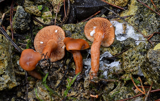 rýdzik Lactarius sp.