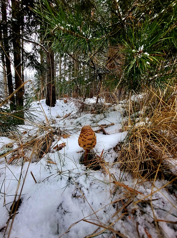 bedľa vysoká Macrolepiota procera (Scop.) Singer