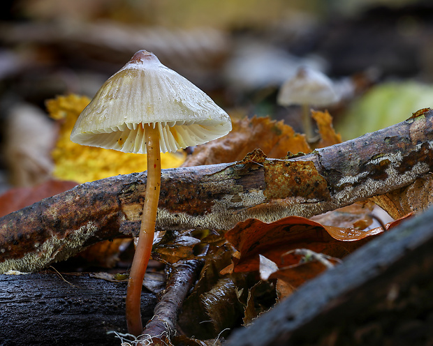 prilbička šafranová Mycena crocata (Schrad.) P. Kumm.