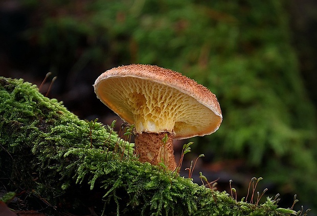 hríbovec dutohlúbikový Suillus cavipes (Opat.) A.H. Sm. & Thiers