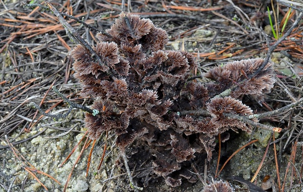 plesňovka belavohnedá Thelephora penicillata (Pers.) Fr.