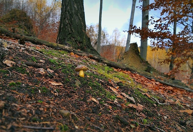 suchohríbnik zamatový - biotop Xerocomellus pruinatus (Fr. & Hök) Šutara