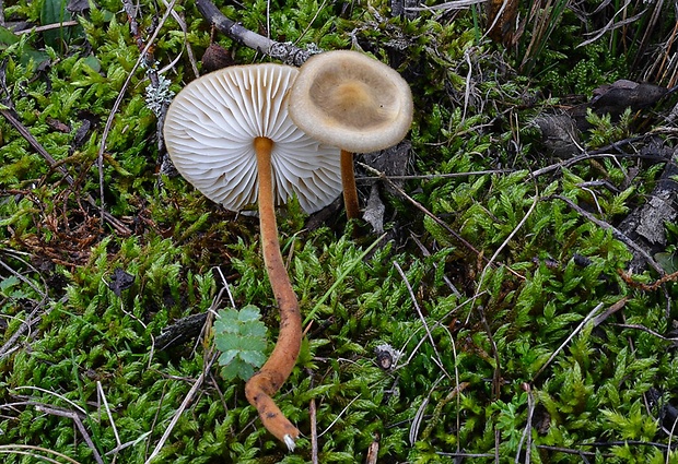 zamatka dubová Xerula pudens (Pers.) Singer