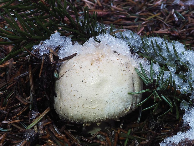 pečiarka obyčajná Agaricus bitorquis (Quél.) Sacc.