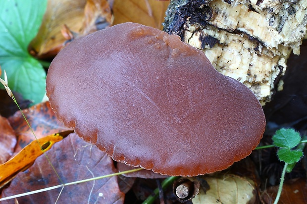 uchovec bazový Auricularia auricula-judae (Bull.) Quél.