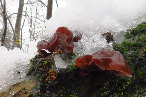 uchovec bazový Auricularia auricula-judae (Bull.) Quél.