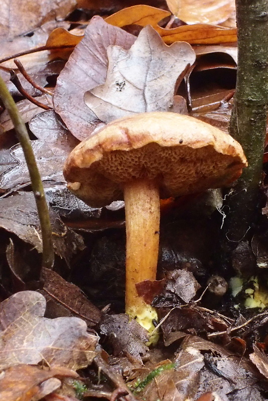 meďovec korenistý Chalciporus piperatus (Bull.) Bataille