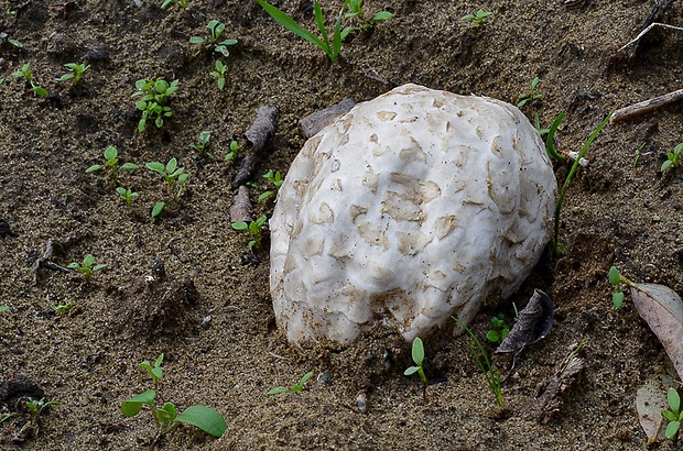 strieška bedľovitá Chlorophyllum agaricoides (Czern.) Vellinga