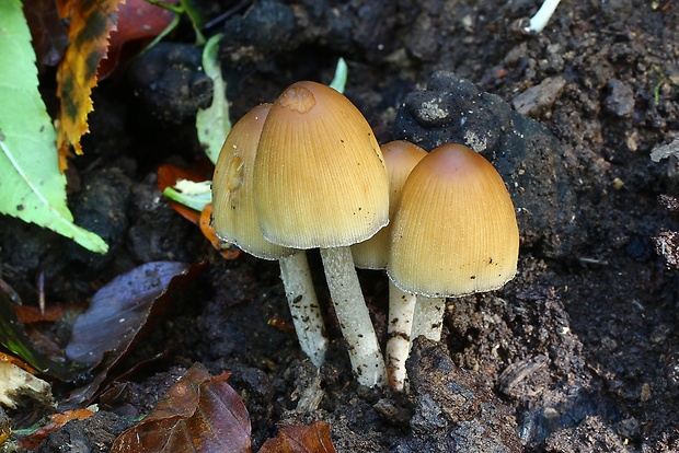 hnojník Coprinellus sp.