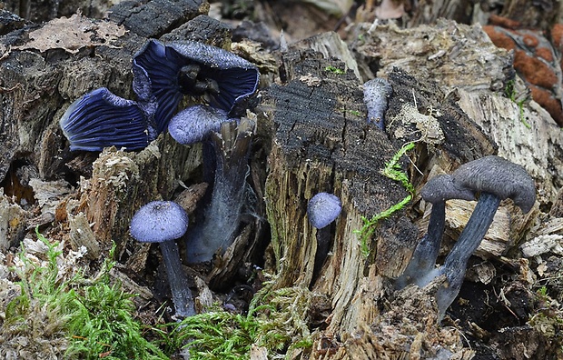 hodvábnica fialovomodrá Entoloma euchroum (Pers.) Donk