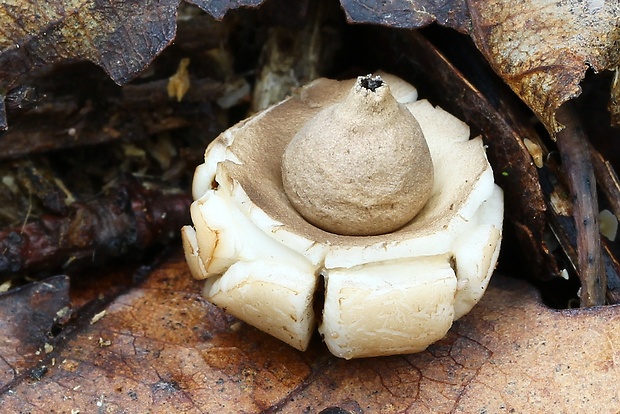 hviezdovka trojitá Geastrum triplex Jungh.