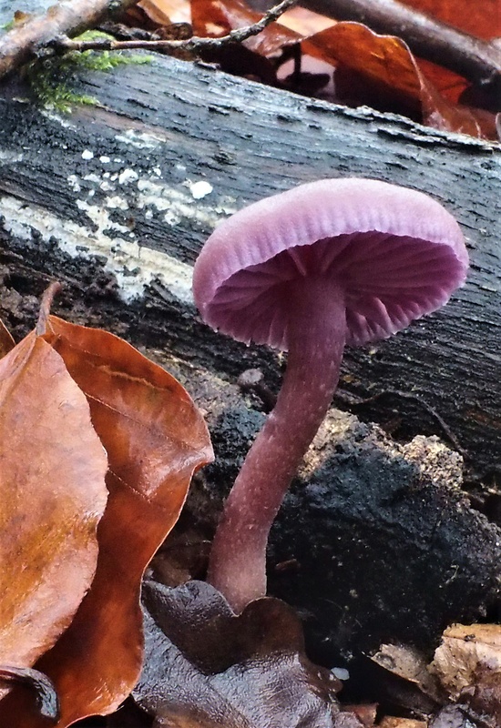 lakovka ametystová Laccaria amethystina (Huds.) Cooke